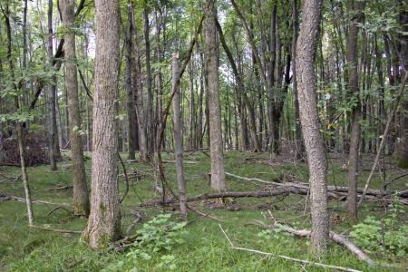wooded acreage in adams county