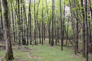 wooden cabin site abundant in wildlife