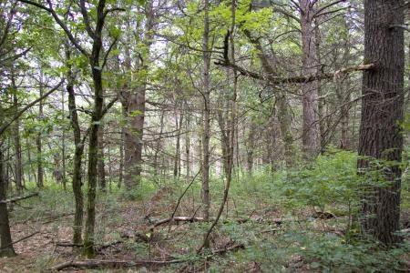 wooded getaway home site in dell prairie township