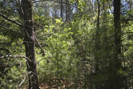 land for sale in Rome, Wisconsin