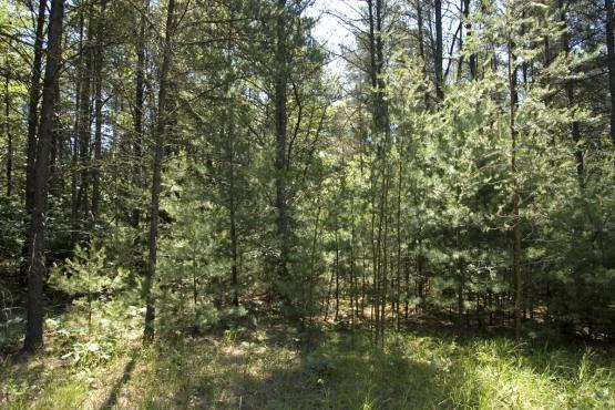 central Wisconsin land for sale