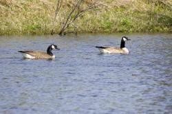 Canadian geese on Easton shores Lake, wi