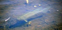 fish in Easton shores Lake