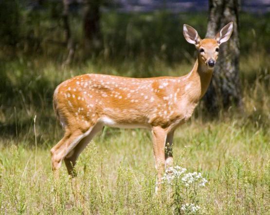 Whitetail Fawn on property in the tri-Lakes area