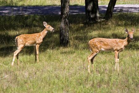 white tailed deer by Lake Sherwood