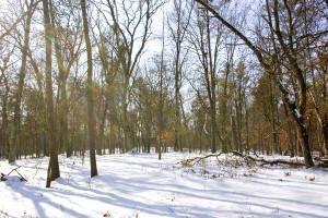 Central Wisconsin Wooded Acreage