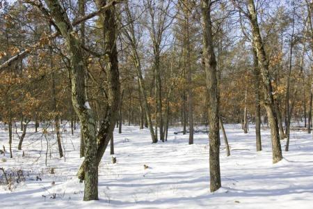 fully wooded property in adams county