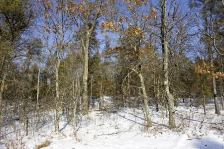 fully wooded property on county road c
