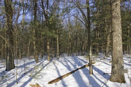 fully wooded lot for sale, wis
