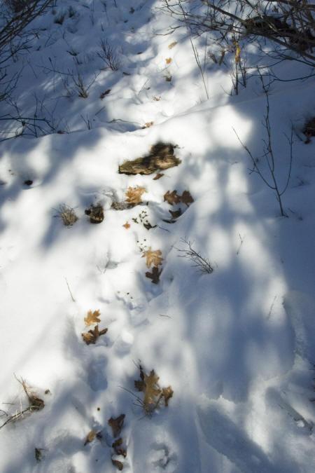 deer tracks through property