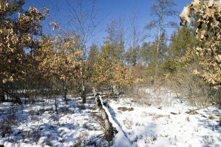 fully wooded lot by tri-lakes, wi