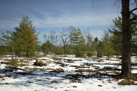 Building site is mostly cleared for your Dream Getaway home.
