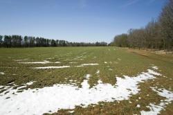 feeding grounds for Whitetail deer