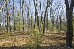 nicely wooded property for sale