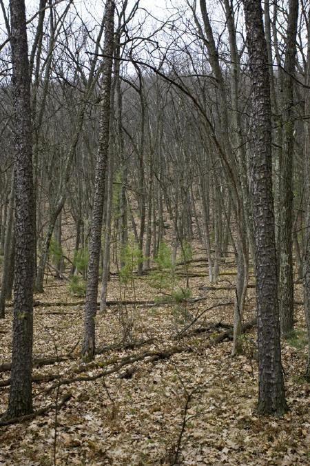 mix of hardwoods and Pine