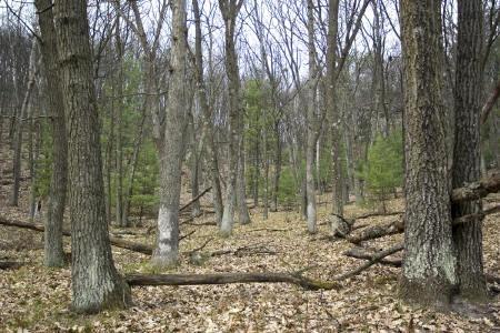 Central  Wisconsin real estate for sale in Adams County
