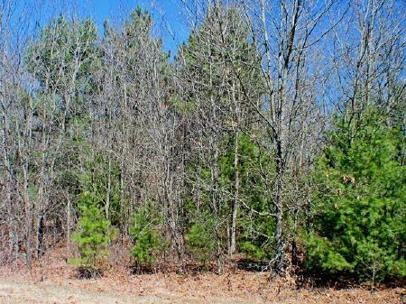 wooded lots