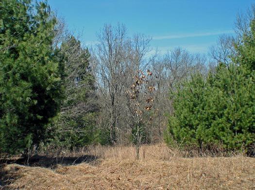 deer run