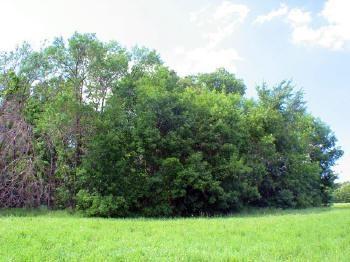 some wooded acreage