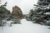 log cabin for sale