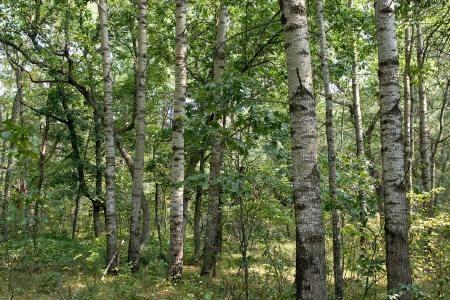 fully wooded
