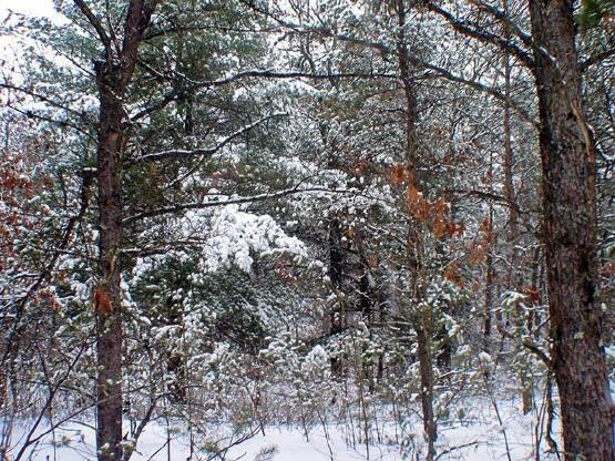 central wisconsin land for sale in adams county