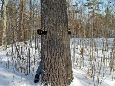 huge trees on gangster island