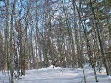 wooded island