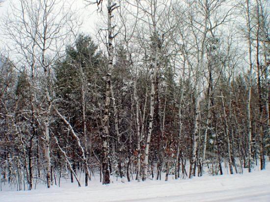 Fully wooded Lot For Sale