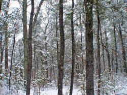 Fully Wooded