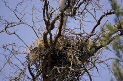 hawk nest