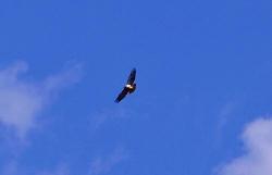 flying hawk