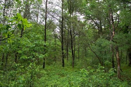 property for sale by Lake Petenwell, WI.
