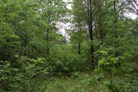 wooded lot
