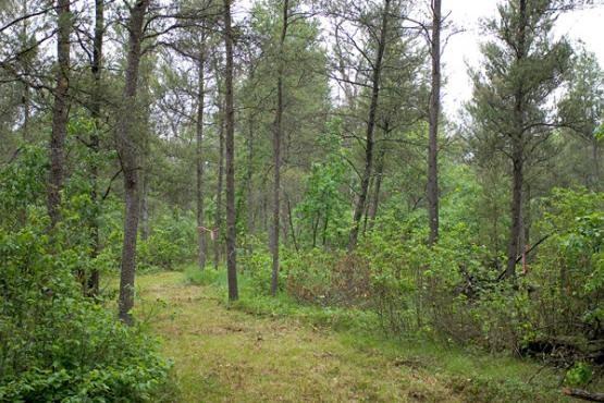 cabin site for sale near Lake Petenwell, WI.