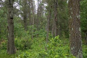 Central Wisconsin Land For Sale