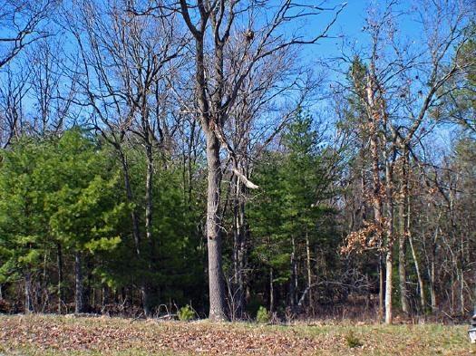 oaks and pines