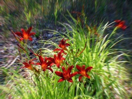 Lovely wildflowers in Juneau County WI.
