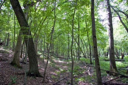 2.5 acres of fully wooded property