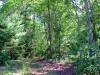 wooded lakefront lot