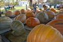 Nekoosa Pumpkin Festival - Central Wisconsin Pumpkin Growers