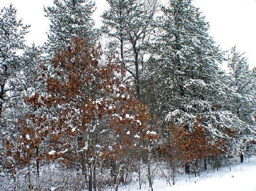 Cabin Site - Guaranteed Buildable