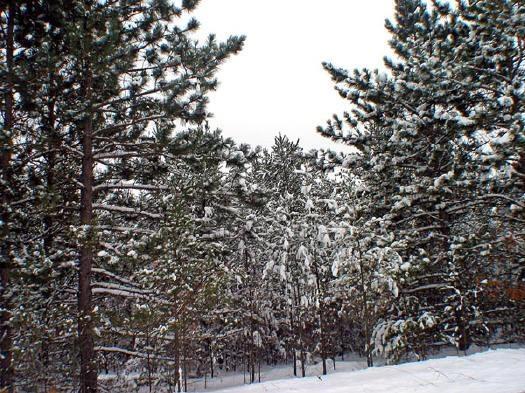 woods, meadows, privacy and more