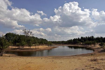 green pines