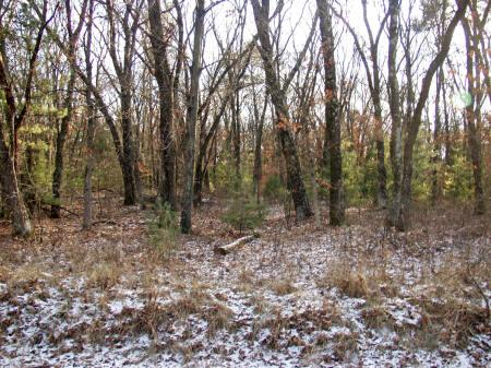 fully wooded lot with healthy trees
