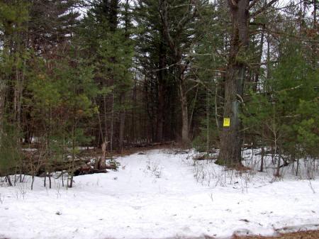 property loaded with white tailed deer