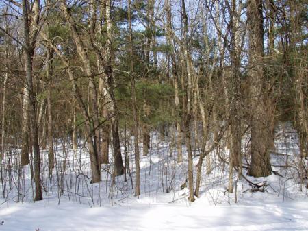real estate in Strong's Prairie, Adams County, WI