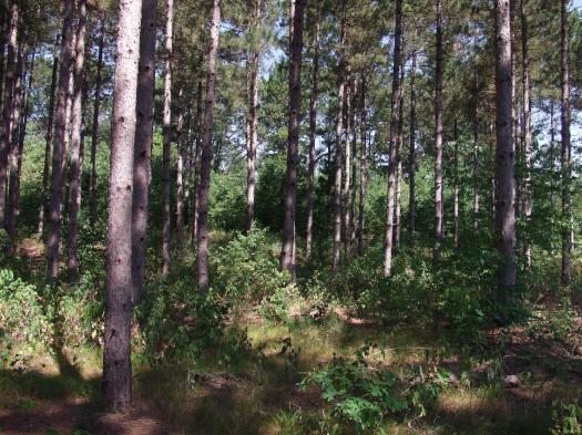hardwoods