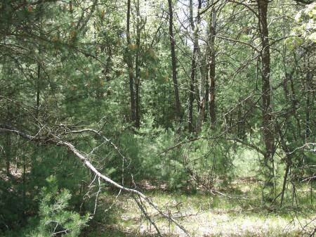 Adams County land for sale, Wisconsin