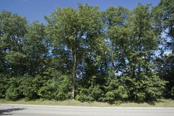 View of Friendship Mound, Wisconsin